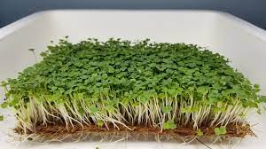 Arugula Microgreen Seeds 10g Packet