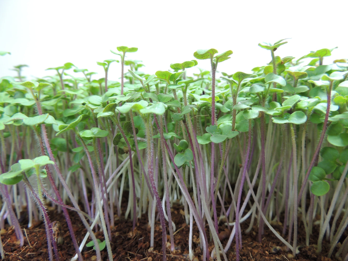 Mustard Microgreens - Yellow