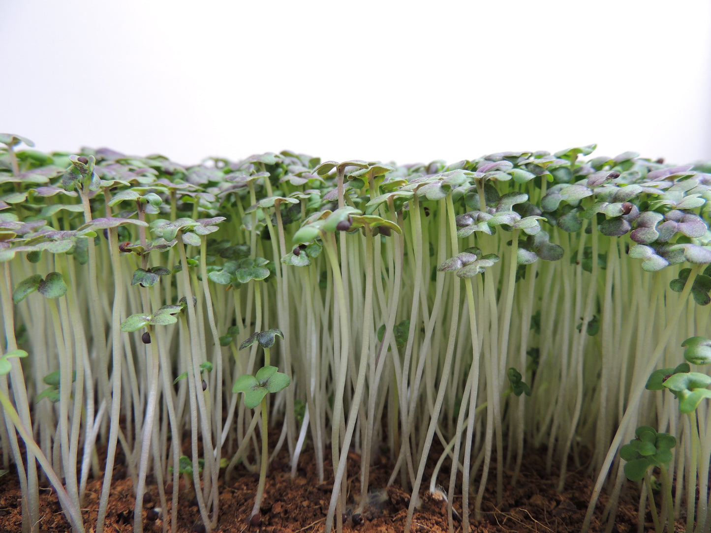 Mustard Microgreens - Osaka