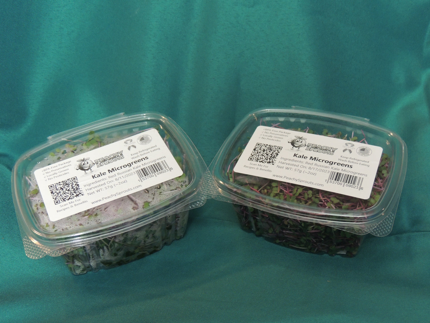 Kale Microgreens - Red Russian