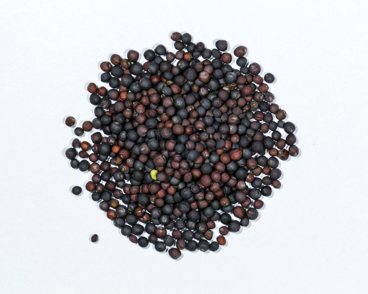 Kale Microgreen Seeds 10g Packet