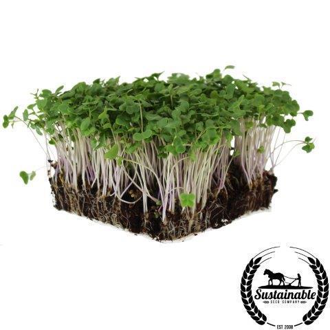Broccoli Seeds - Di Cicco - Organic - Microgreens Seeds 10g Packet