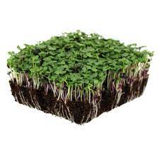 Basic Salad Mix (Organic) - Microgreens Seeds 10g Packet