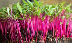 Beet Microgreens - Detroit Dark Red