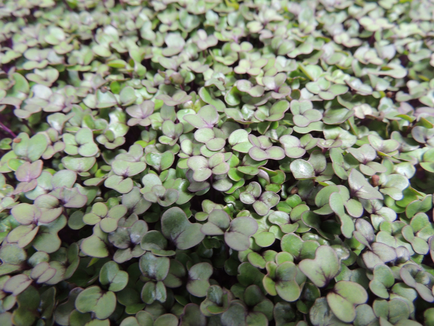 Purple Kohlrabi Microgreens