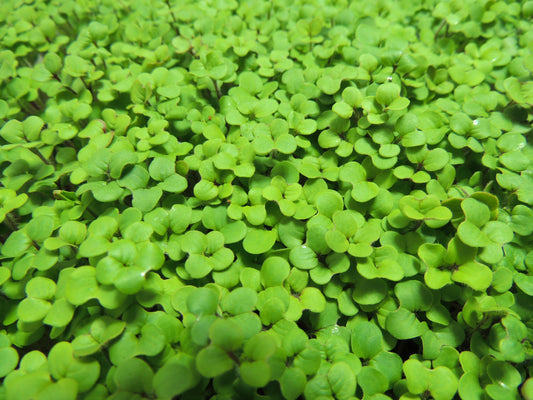 Mustard Microgreens - Yellow