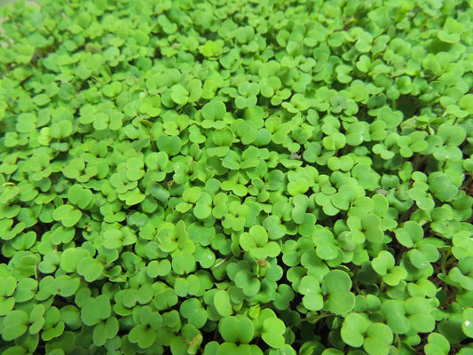 Arugula Microgreens