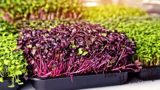 Microgreen Variety Pack