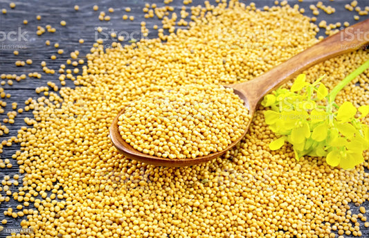Yellow Mustard Microgreens Seeds 10g Packet